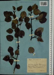 Pyrus communis L., Eastern Europe, North Ukrainian region (E11) (Ukraine)