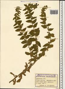 Alkanna orientalis (L.) Boiss., Caucasus, Armenia (K5) (Armenia)