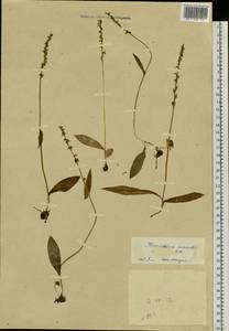 Herminium monorchis (L.) R.Br., Siberia, Yakutia (S5) (Russia)