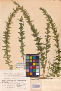 Genista germanica L., Eastern Europe, Lithuania (E2a) (Lithuania)