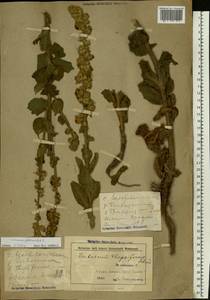 Verbascum densiflorum Bertol., Eastern Europe, Belarus (E3a) (Belarus)