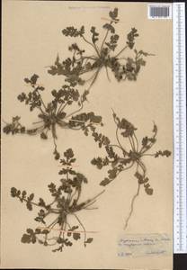 Erodium, Middle Asia, Karakum (M6) (Turkmenistan)