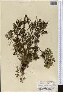 Anthriscus sylvestris (L.) Hoffm., Middle Asia, Western Tian Shan & Karatau (M3) (Kyrgyzstan)