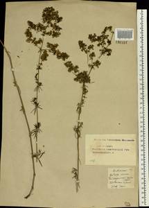 Galium verum L., Eastern Europe, Central forest-and-steppe region (E6) (Russia)