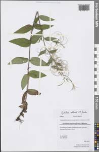 Epilobium collinum C. C. Gmel., Eastern Europe, Eastern region (E10) (Russia)