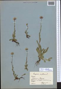 Erigeron borealis (Vierh.) Simmons, Eastern Europe, Northern region (E1) (Russia)