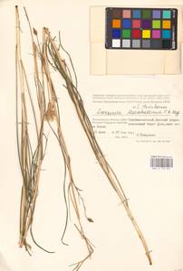 Pseudopodospermum tauricum (M. Bieb.) Vasjukov & Saksonov, Eastern Europe, Lower Volga region (E9) (Russia)