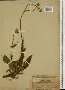 Crepis alpina L., Caucasus, Azerbaijan (K6) (Azerbaijan)