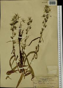 Lactuca indica L., Siberia, Russian Far East (S6) (Russia)