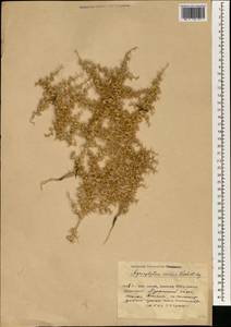 Agriophyllum minus Fisch. & C. A. Mey., South Asia, South Asia (Asia outside ex-Soviet states and Mongolia) (ASIA) (China)