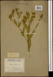 Centaurea szovitsiana Boiss., Caucasus, Armenia (K5) (Armenia)