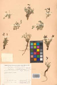 Oxytropis nigrescens (Pall.) Fisch. ex DC., Siberia, Chukotka & Kamchatka (S7) (Russia)