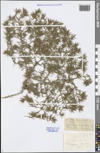 Ceratocarpus arenarius L., Middle Asia, Caspian Ustyurt & Northern Aralia (M8) (Kazakhstan)