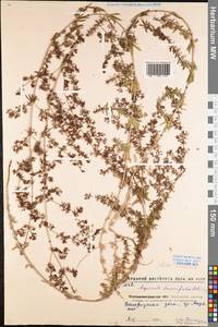 Galium humifusum M.Bieb., Eastern Europe, North Ukrainian region (E11) (Ukraine)