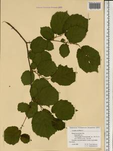 Corylus avellana L., Eastern Europe, Volga-Kama region (E7) (Russia)