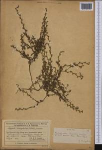 Lappula patula (Lehm.) Menyh., Middle Asia, Muyunkumy, Balkhash & Betpak-Dala (M9) (Kazakhstan)