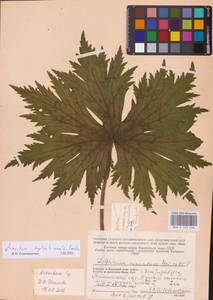 Aconitum septentrionale Koelle, Eastern Europe, Northern region (E1) (Russia)