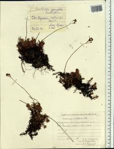 Saxifraga omolojensis A.P. Khokhryakov, Siberia, Chukotka & Kamchatka (S7) (Russia)