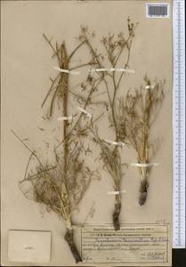 Galagania tenuisecta (Regel & Schmalh.) M.G.Vassiljeva & Pimenov, Middle Asia, Syr-Darian deserts & Kyzylkum (M7) (Kazakhstan)