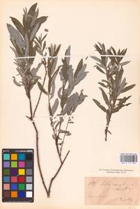 Salix rosmarinifolia L., Eastern Europe (no precise locality) (E0) (Not classified)
