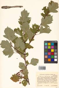 Crataegus dahurica (Dieck) Koehne, Siberia, Russian Far East (S6) (Russia)