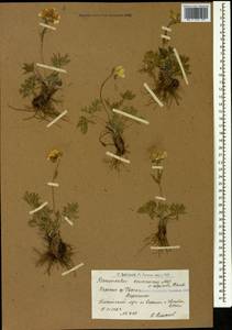 Ranunculus caucasicus M. Bieb., Caucasus, Armenia (K5) (Armenia)