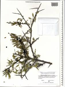 Rhamnus erythroxyloides subsp. erythroxyloides, Caucasus, Azerbaijan (K6) (Azerbaijan)