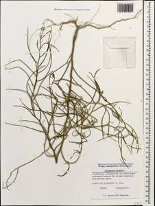 Sisymbrium orientale L., Caucasus, Azerbaijan (K6) (Azerbaijan)