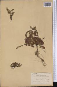 Thymus serpyllum L., America (AMER) (Greenland)