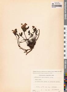 Pedicularis capitata Adams, Siberia, Russian Far East (S6) (Russia)