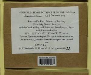Claopodium pellucinerve (Mitt.) Best, Bryophytes, Bryophytes - Russian Far East (excl. Chukotka & Kamchatka) (B20) (Russia)