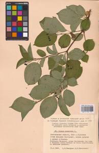 Cornus sanguinea L., Eastern Europe, Central forest-and-steppe region (E6) (Russia)