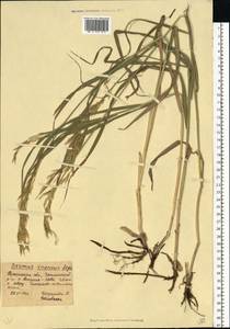 Bromus inermis Leyss., Eastern Europe, South Ukrainian region (E12) (Ukraine)