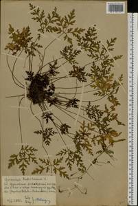 Geranium robertianum L., Eastern Europe, Moscow region (E4a) (Russia)