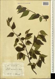 Celtis australis subsp. caucasica (Willd.) C. C. Townsend, Caucasus, Azerbaijan (K6) (Azerbaijan)