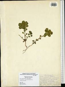 Euphorbia helioscopia L., Eastern Europe, Central region (E4) (Russia)