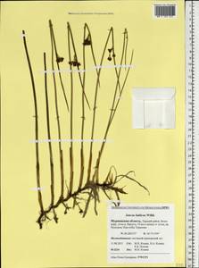 Juncus balticus Willd., Eastern Europe, Northern region (E1) (Russia)