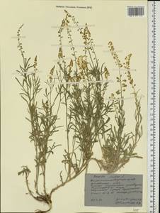Reseda lutea L., Eastern Europe, North Ukrainian region (E11) (Ukraine)
