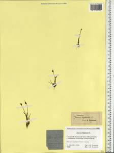 Juncus biglumis L., Eastern Europe, Northern region (E1) (Russia)