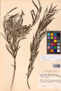 Salix viminalis L., Eastern Europe, Eastern region (E10) (Russia)