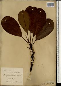 Palaquium gutta (Hook.) Baill., South Asia, South Asia (Asia outside ex-Soviet states and Mongolia) (ASIA) (Indonesia)