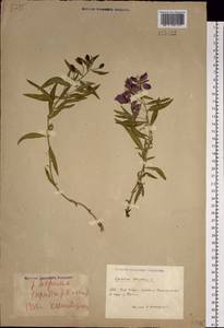Chamaenerion latifolium (L.) Sweet, Siberia, Chukotka & Kamchatka (S7) (Russia)
