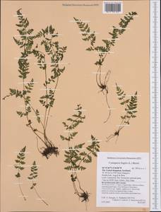 Cystopteris fragilis (L.) Bernh., Western Europe (EUR) (United Kingdom)