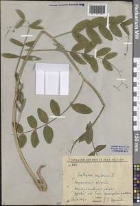 Lathyrus pisiformis L., Eastern Europe, Central forest-and-steppe region (E6) (Russia)