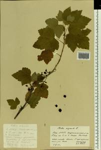 Ribes nigrum L., Eastern Europe, Eastern region (E10) (Russia)