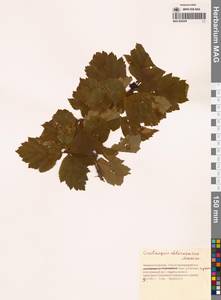 Crataegus chlorosarca Maxim., Siberia, Chukotka & Kamchatka (S7) (Russia)