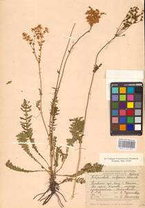 Filipendula vulgaris Moench, Eastern Europe, South Ukrainian region (E12) (Ukraine)
