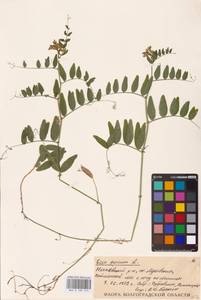 Vicia sepium L., Eastern Europe, Lower Volga region (E9) (Russia)