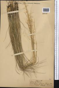 Stipa pennata L., Middle Asia, Northern & Central Kazakhstan (M10) (Kazakhstan)