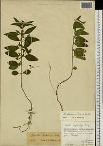 Mentha dahurica Fisch. ex Benth., Siberia, Russian Far East (S6) (Russia)